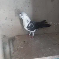 کبوتر پرشی