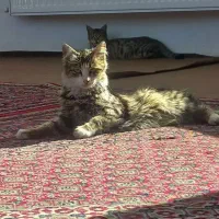 بچه گربه سه ونیم ماهه