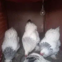 تخم نطفه دار برهما لایت کیفیت عالی