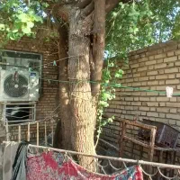 بریدن درخت ونخل|خدمات باغبانی و درختکاری|خرمشهر, |دیوار