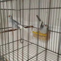 فنچ گلدین. کبوتر الماسی . فنچ کینگ|پرنده|سمنان, |دیوار