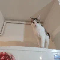 واگذاری گربه آرام وبامزه وحرف گوش کن|گربه|پرند, فاز ۵|دیوار