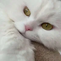 بریتیش پرشین ماده چشم سبز زمردی