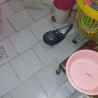 یه عددذیل دم سفیدماده درشت|پرنده|محمدیه-قزوین, |دیوار