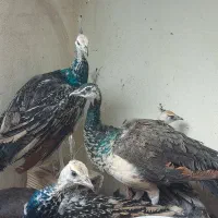 طاووس فروشی