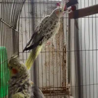 عروس هلندی|پرنده|قم, باغ شریفی|دیوار