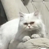 گربه پرشین اصیل|گربه|ری, ظهیرآباد|دیوار