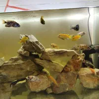 آکواریوم ماهی|ماهی|کرمان, |دیوار