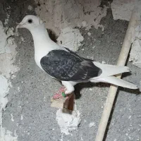 کبوتر پشت گراف