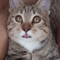 واگذاری رایگان گربه|گربه|مبارکه, |دیوار