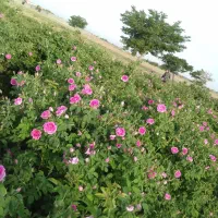 گل محمدی گل بتونه کلی جزی