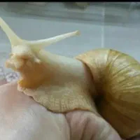 پک کامل 3 حلزون همراه با خاک و جعبه