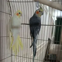 جفت عروس هلندی با قفس بزرگ
