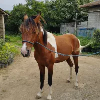 سن۳به ۴ اخته سواری کاری ارام