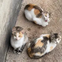 واکسیناسیون سگ و گربه خیلی ارزان