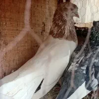 کفتر کبوتر پرشی