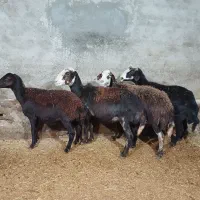 میش پلنگی آبستن.