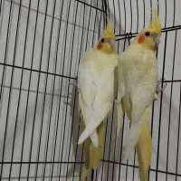 عروس هلندی رودان|پرنده|رودان, |دیوار