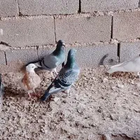 تعدادی کبوتر طوقی.  قیمت مناسب به فروش می‌رسد|پرنده|هلالی, |دیوار