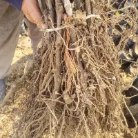 ریشه انگور سفید پیکانی درجه یک