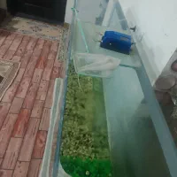 آکواریوم ماهی با وسایل کامل|ماهی|میاندوآب, |دیوار