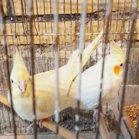 عروس هلندی|پرنده|کارون, |دیوار