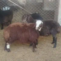 بره قوچ هتروزیگوت