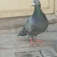 کبوتر|پرنده|حمیدیا, |دیوار