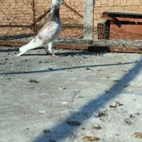 کبوتر غریب|پرنده|گرگان, |دیوار