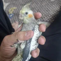 عروس هلندی