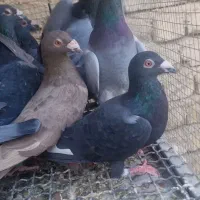 کبوتر ۱۵ تا پلاکی تازه تخت شدن همه نر|پرنده|شیراز, نصرآباد|دیوار