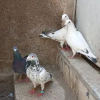 گوره پلاکی