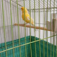 قناری نژاد آلمانی سالم وسلامت|پرنده|تهران, سیزده آبان|دیوار