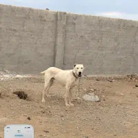 سگ گله گمشده|حیوانات|جعفرآباد, |دیوار