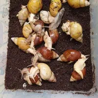 حلزون مولد|خزنده|تهران, ائمه اطهار|دیوار