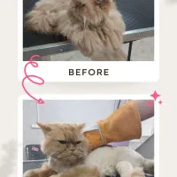 اصلاح و شستشوی حیوانات (سگ و گربه) در کلینیک|خدمات پیشه و مهارت|یزد, |دیوار