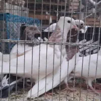 جوجه کبوتر