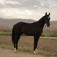 اسب ترکمن (اخال تکه)|اسب و تجهیزات اسب‌سواری|تهران, امیریه|دیوار