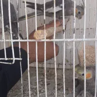 فروش عروس هلندی