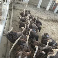 فروش شترمرغ پرواری