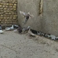 کفتر سرخ پرشی|پرنده|اردکان, |دیوار