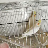 مرغ عشق عروس هلندی