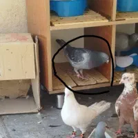 پلاکی نر معاوضه