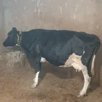 گاو‌شیری ابستن