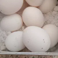 تخم مرغ نطفه دار ، مرغوخروس گلین لری ضمانتی