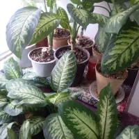 گل آپارتمانی