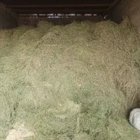 یونجه یا علوفه 26هزارتومان|حیوانات مزرعه|اصفهان, طاحونه|دیوار
