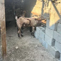 بز پچی نر و ماده فروشی|حیوانات مزرعه|خمیر, |دیوار