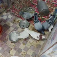 ۶بیرون شهری