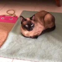 گربه سیامی اصیل